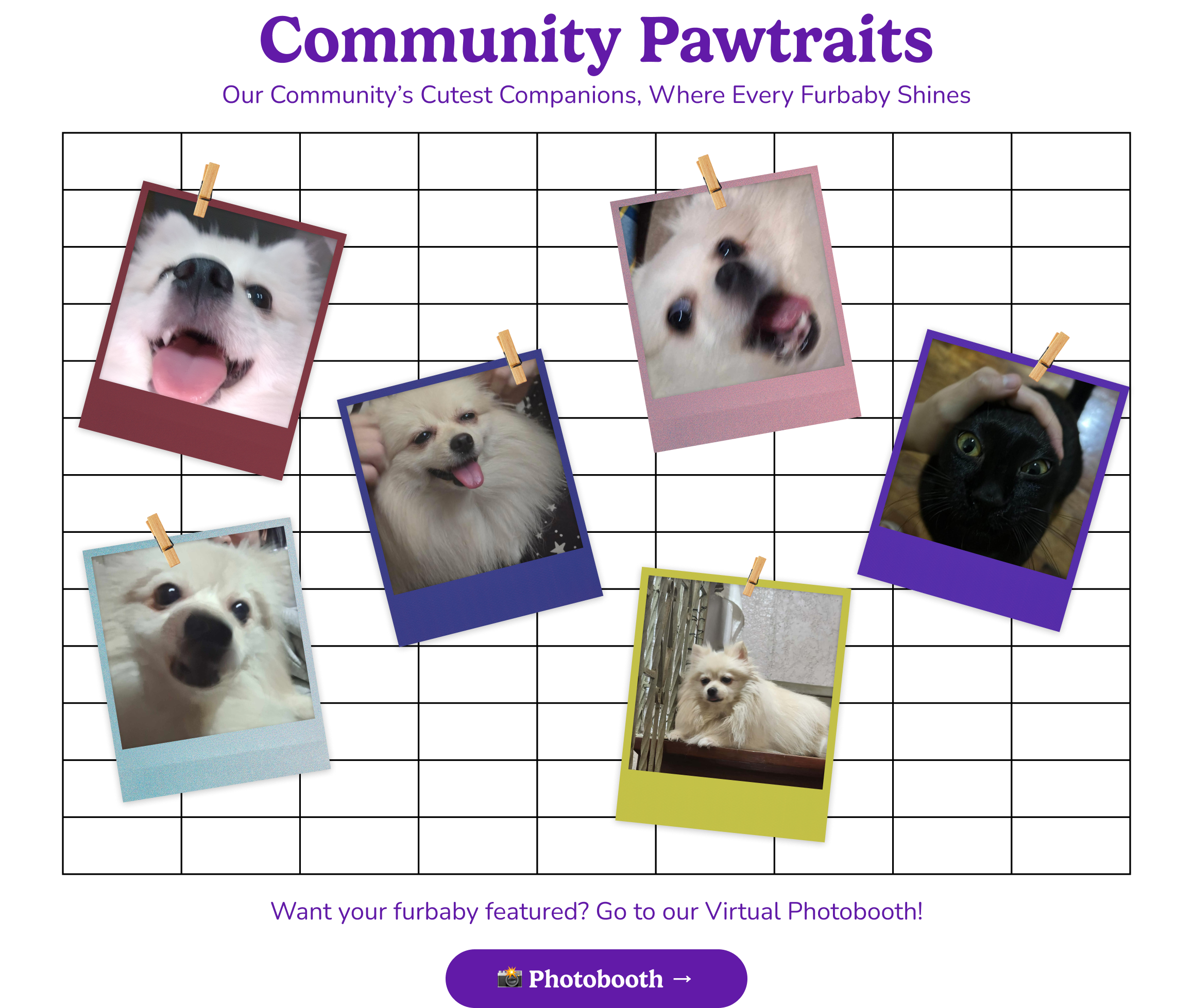 Community Pawtraits β scattered polaroid photos of furbabies