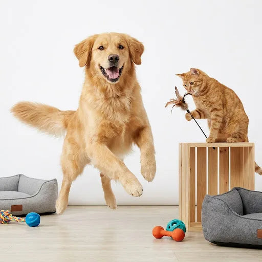 A happy dog and cat playing together